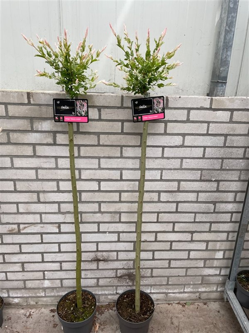 Salix integra 'Hakuro-nishiki' - 120 CM Stem C5